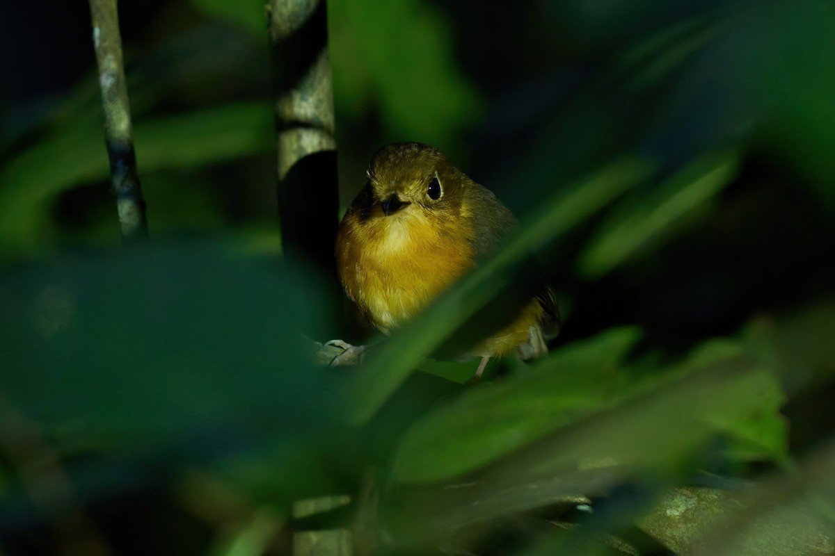 Rusty-breasted Antpitta (Rusty-breasted) - ML614540744