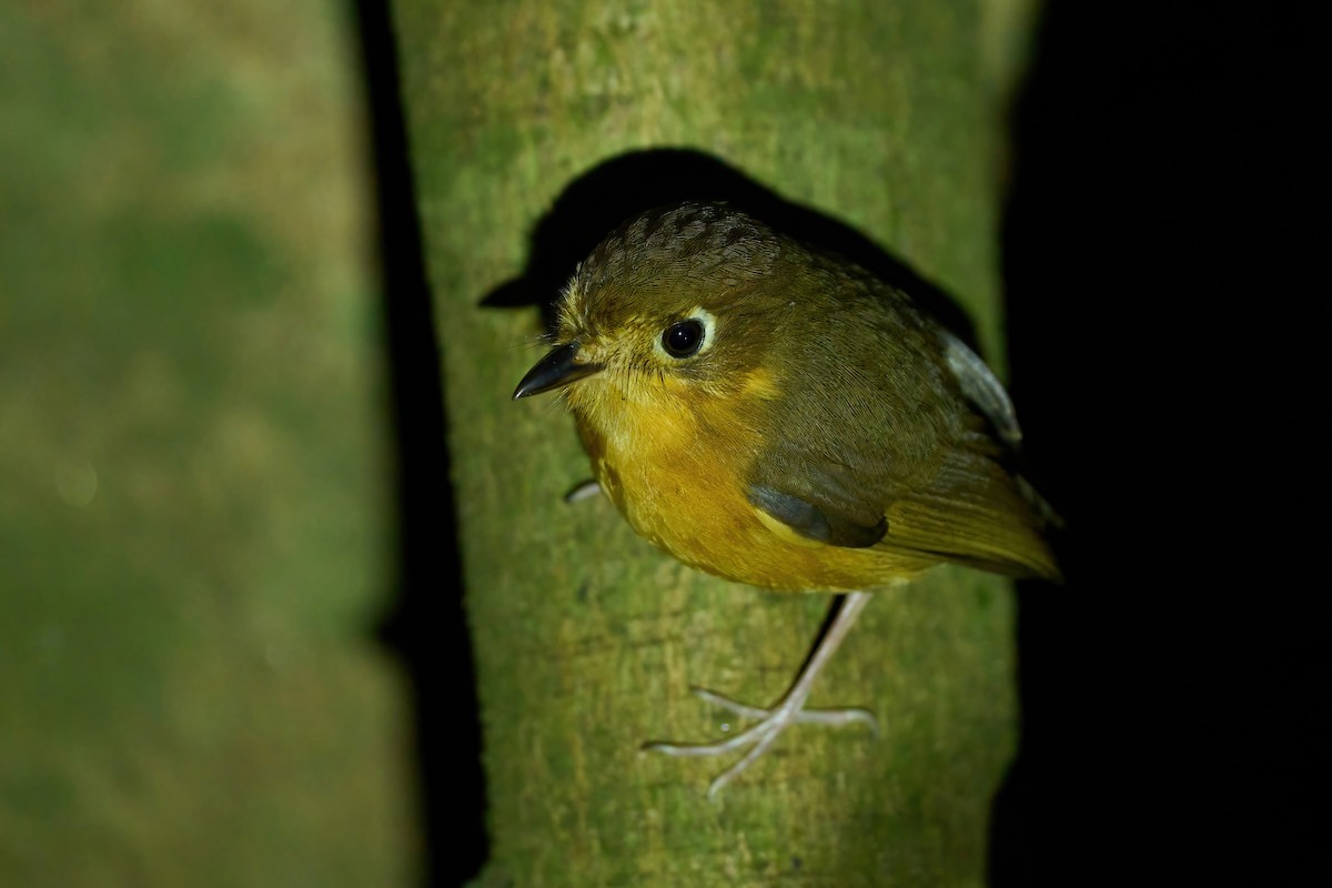 Rusty-breasted Antpitta (Rusty-breasted) - ML614540745