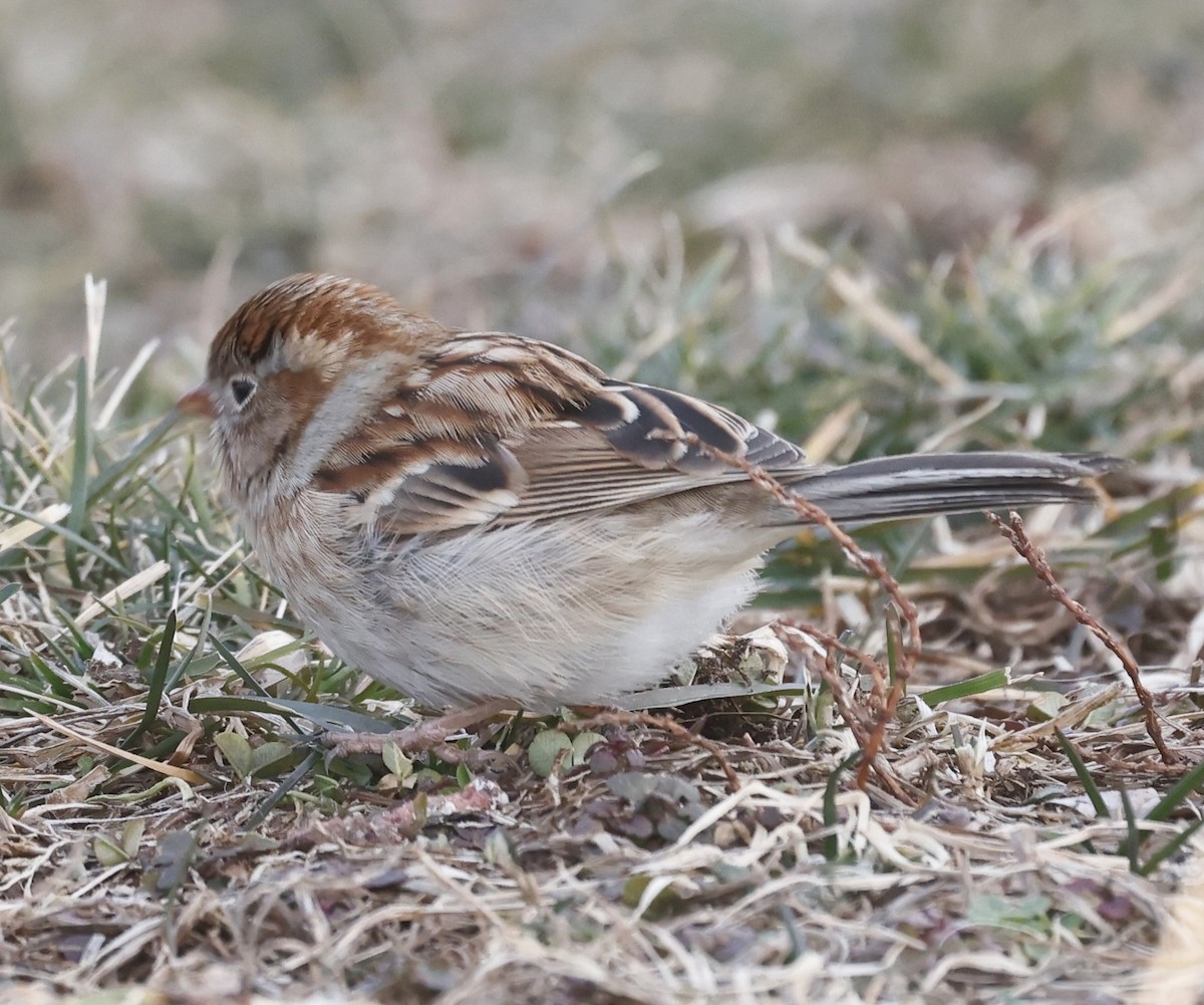 Field Sparrow - Jon Wolfson