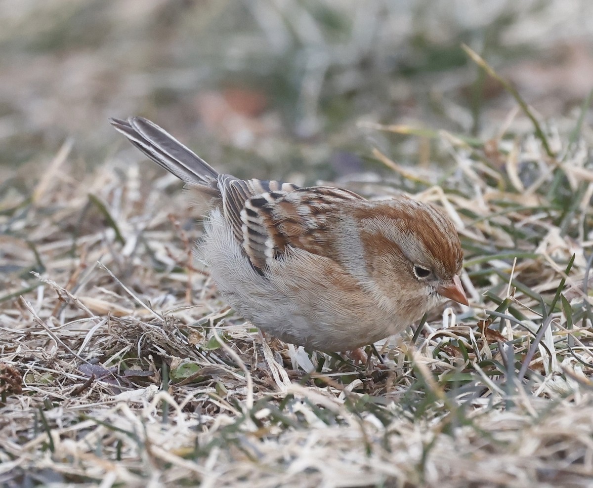 Field Sparrow - ML614540762