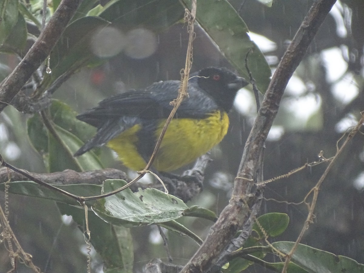 Hooded Mountain Tanager - ML614540810