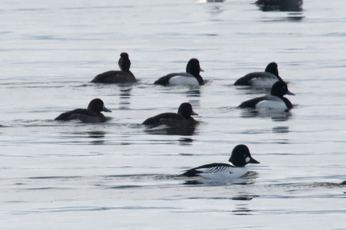 Greater Scaup - ML614541188