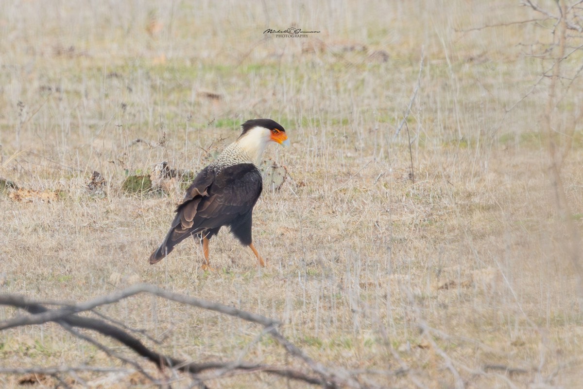 Crested Caracara - Michelle Summers