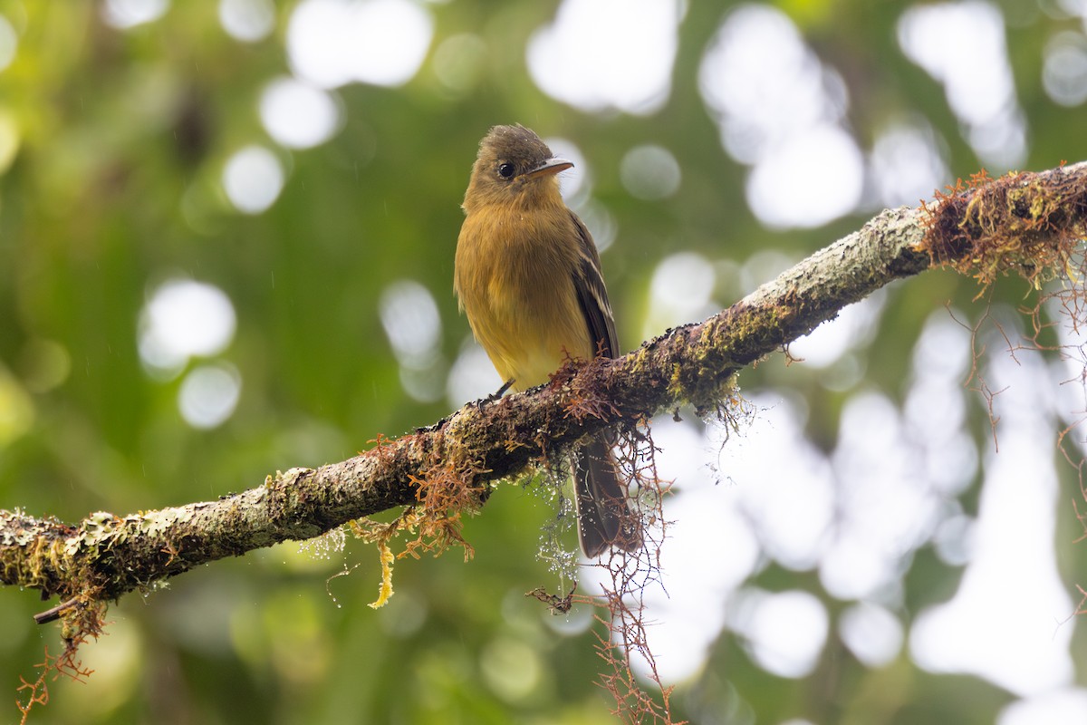 Ochraceous Pewee - R M
