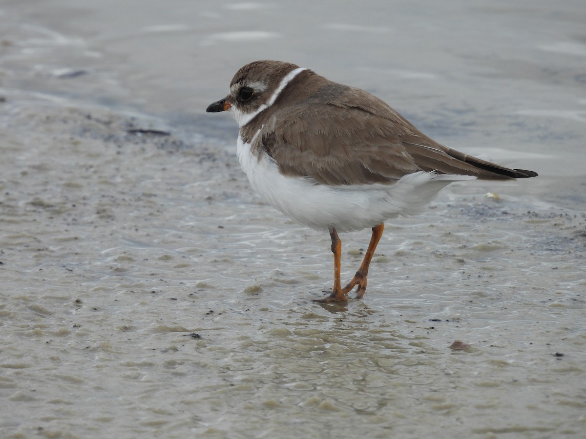 Semipalmated Plover - ML614541666
