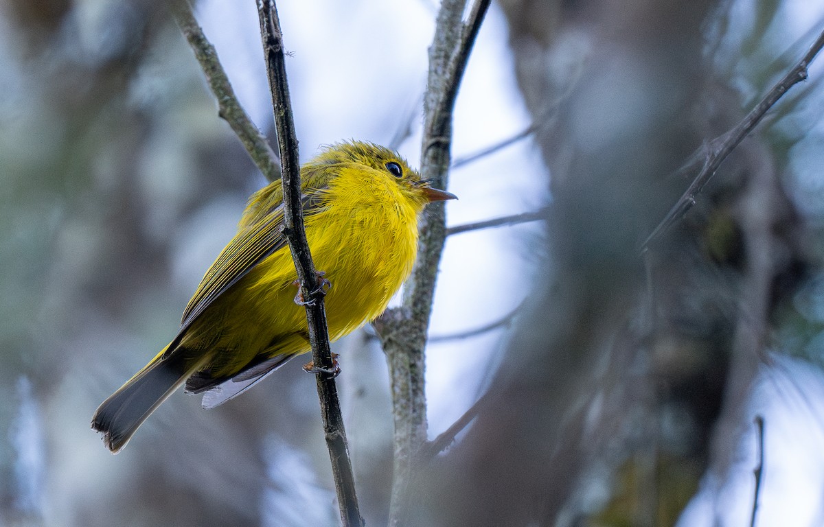 Citrine Canary-Flycatcher - Forest Botial-Jarvis