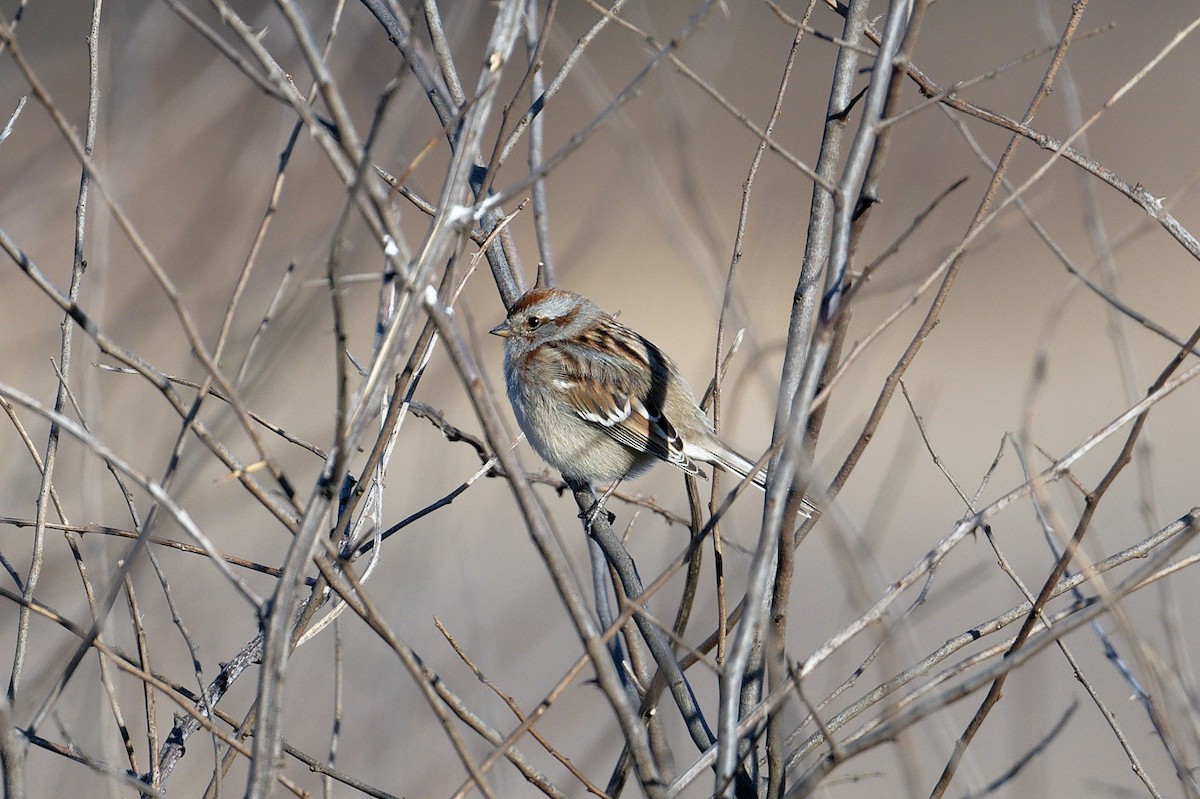American Tree Sparrow - ML614542149