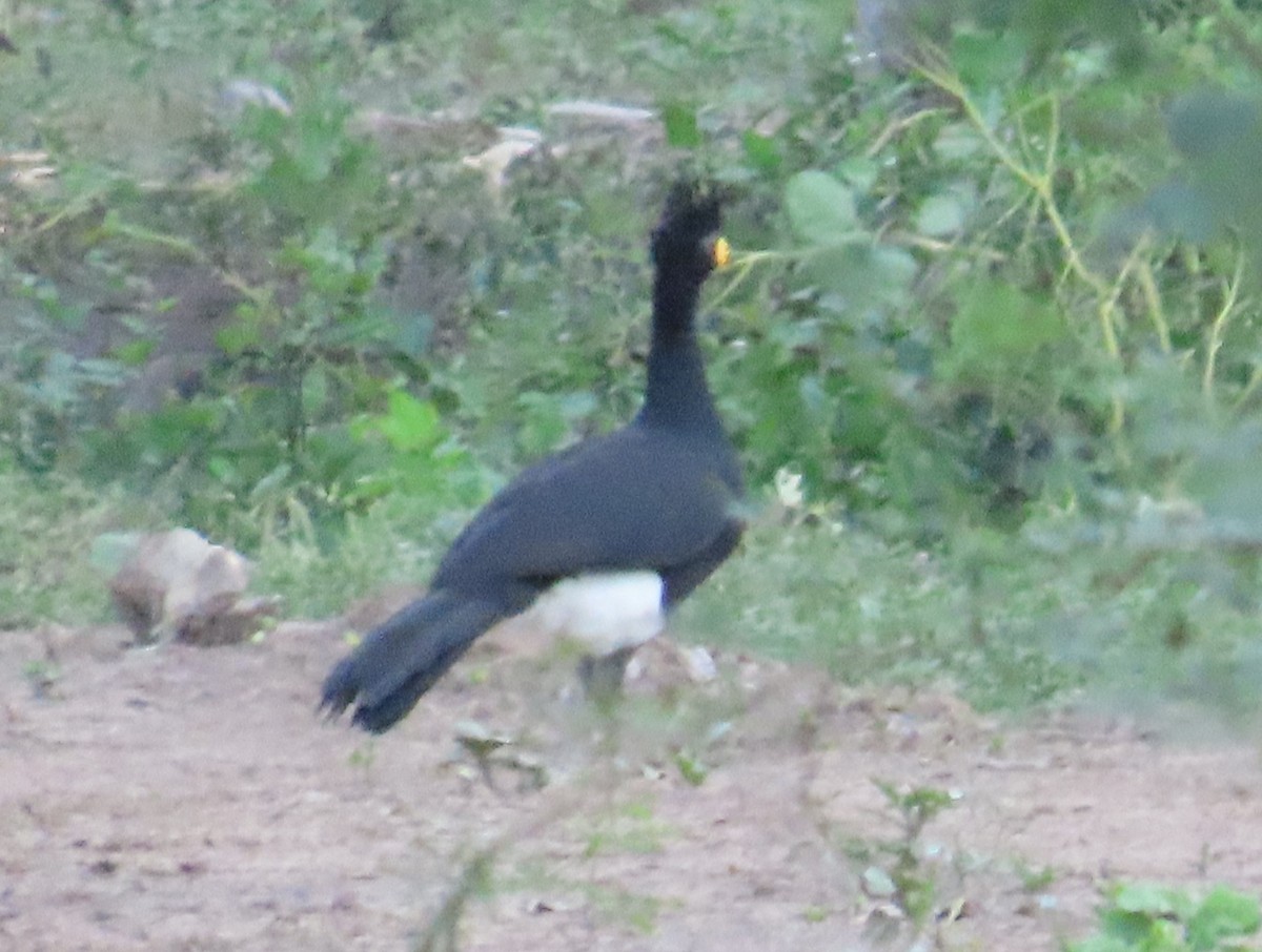 Bare-faced Curassow - ML614542199