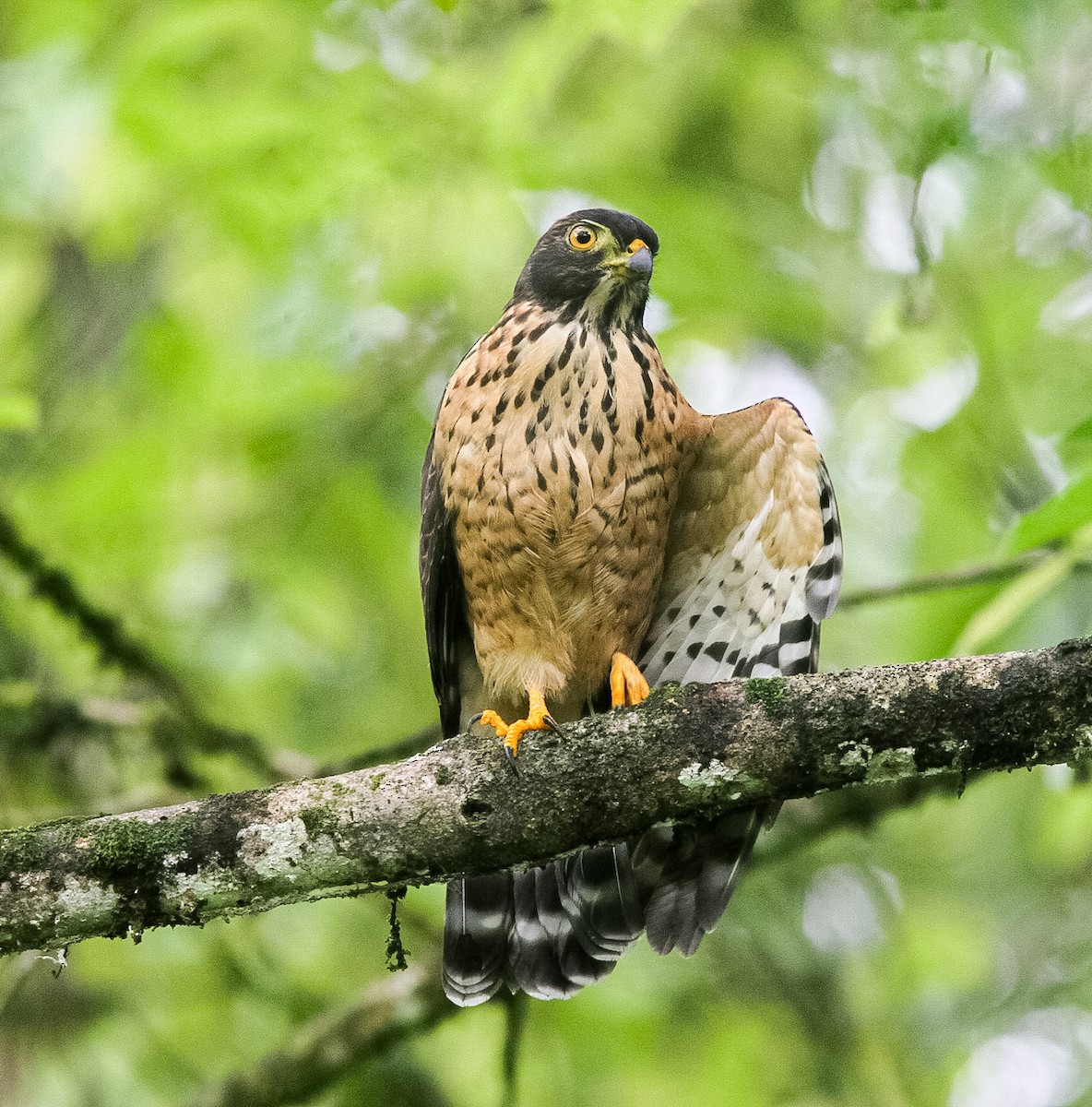 Double-toothed Kite - ML614542200