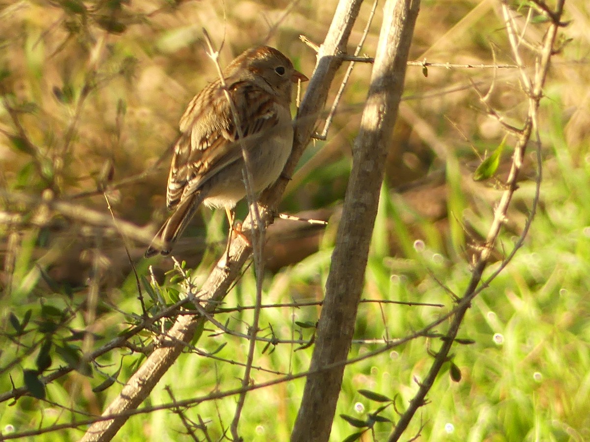 Field Sparrow - ML614542267
