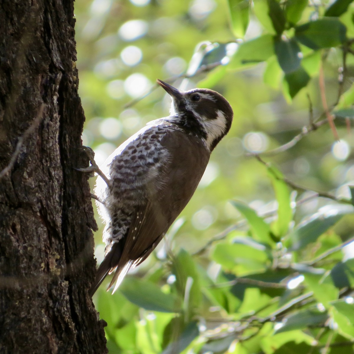 Arizona Woodpecker - ML614542302