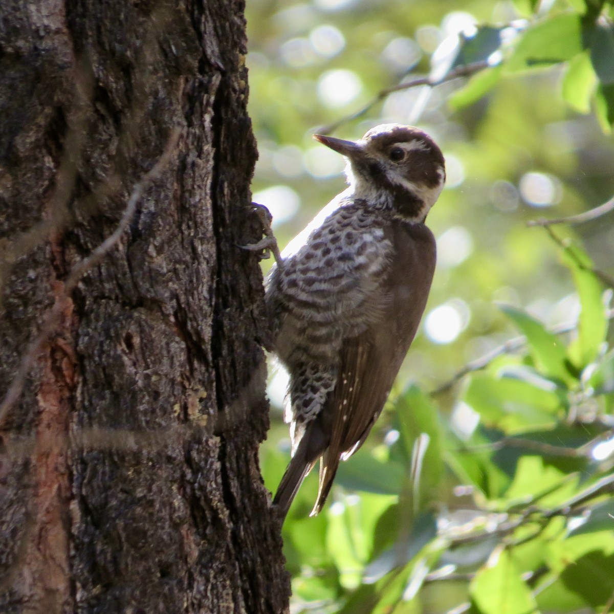 Arizona Woodpecker - ML614542304