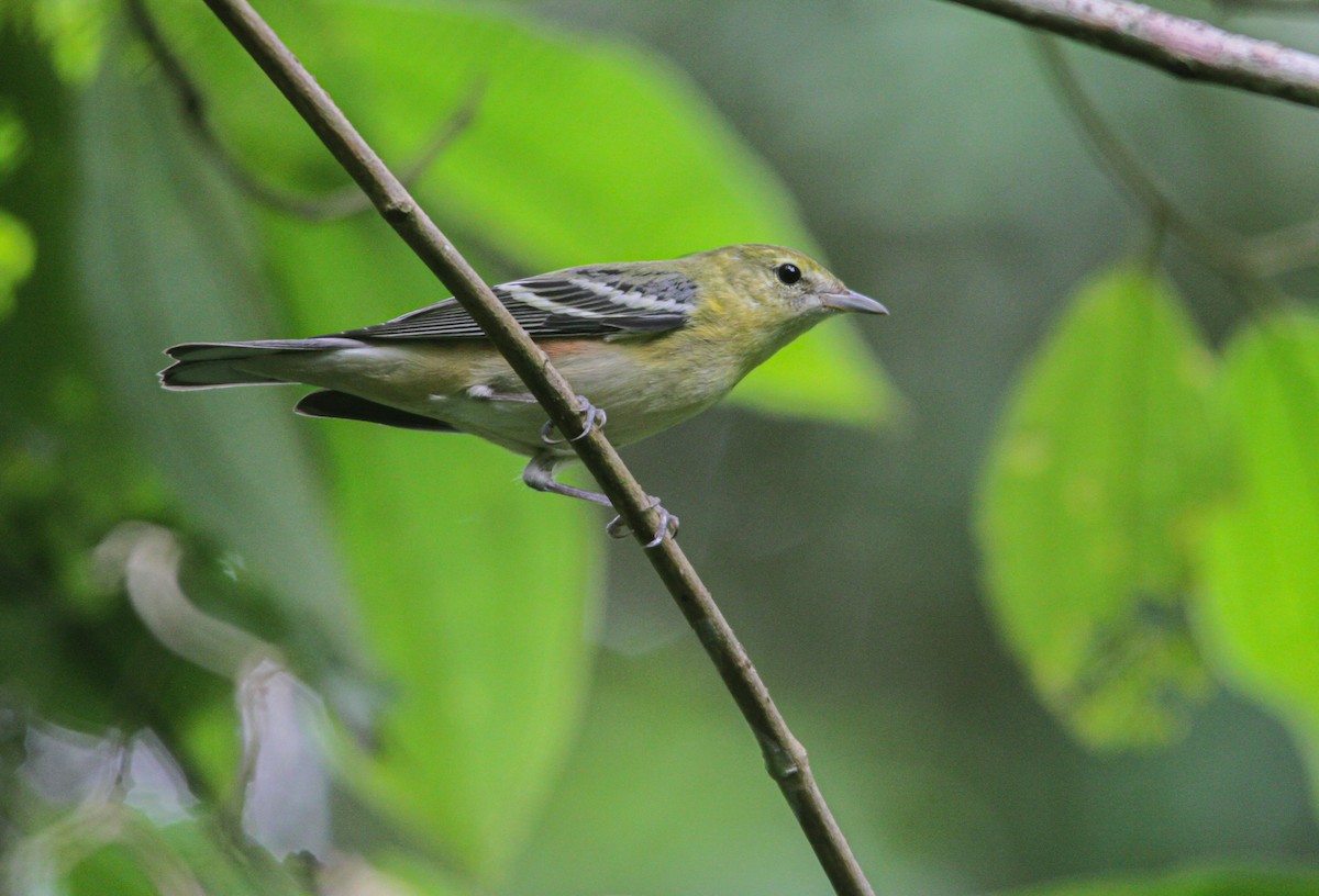 Bay-breasted Warbler - ML614542454