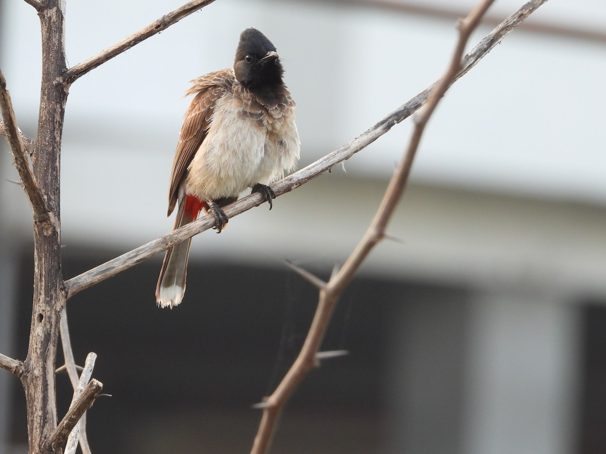 Red-vented Bulbul - ML614542593