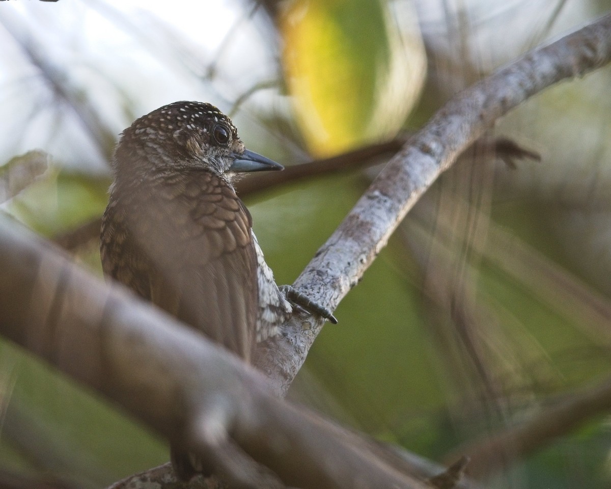 Scaled Piculet - ML614542607