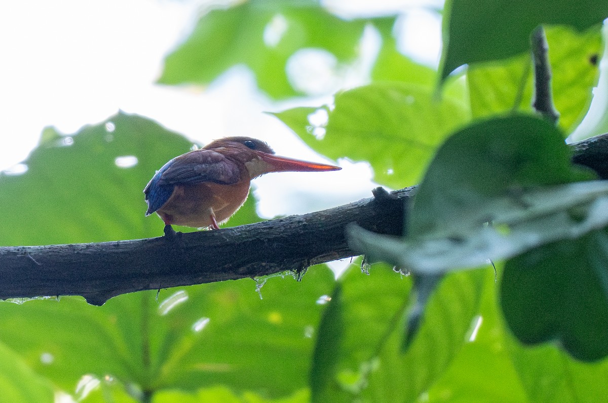 Sulawesi Dwarf-Kingfisher - ML614542927
