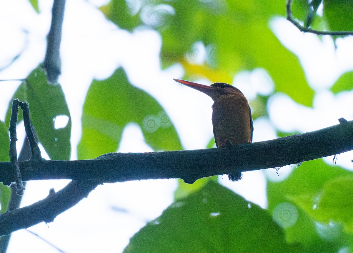 Sulawesi Dwarf-Kingfisher - ML614542928