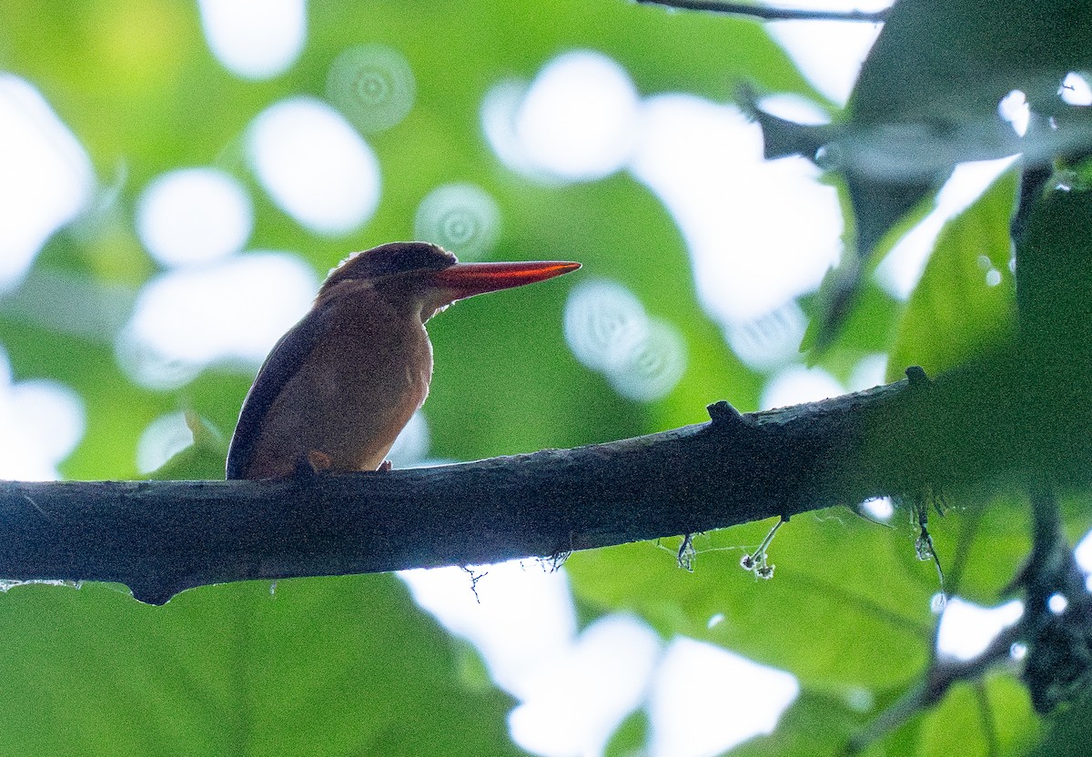 Sulawesi Dwarf-Kingfisher - ML614542929