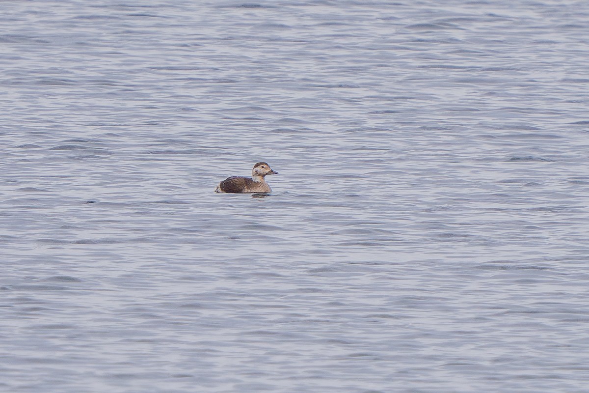Long-tailed Duck - ML614542973