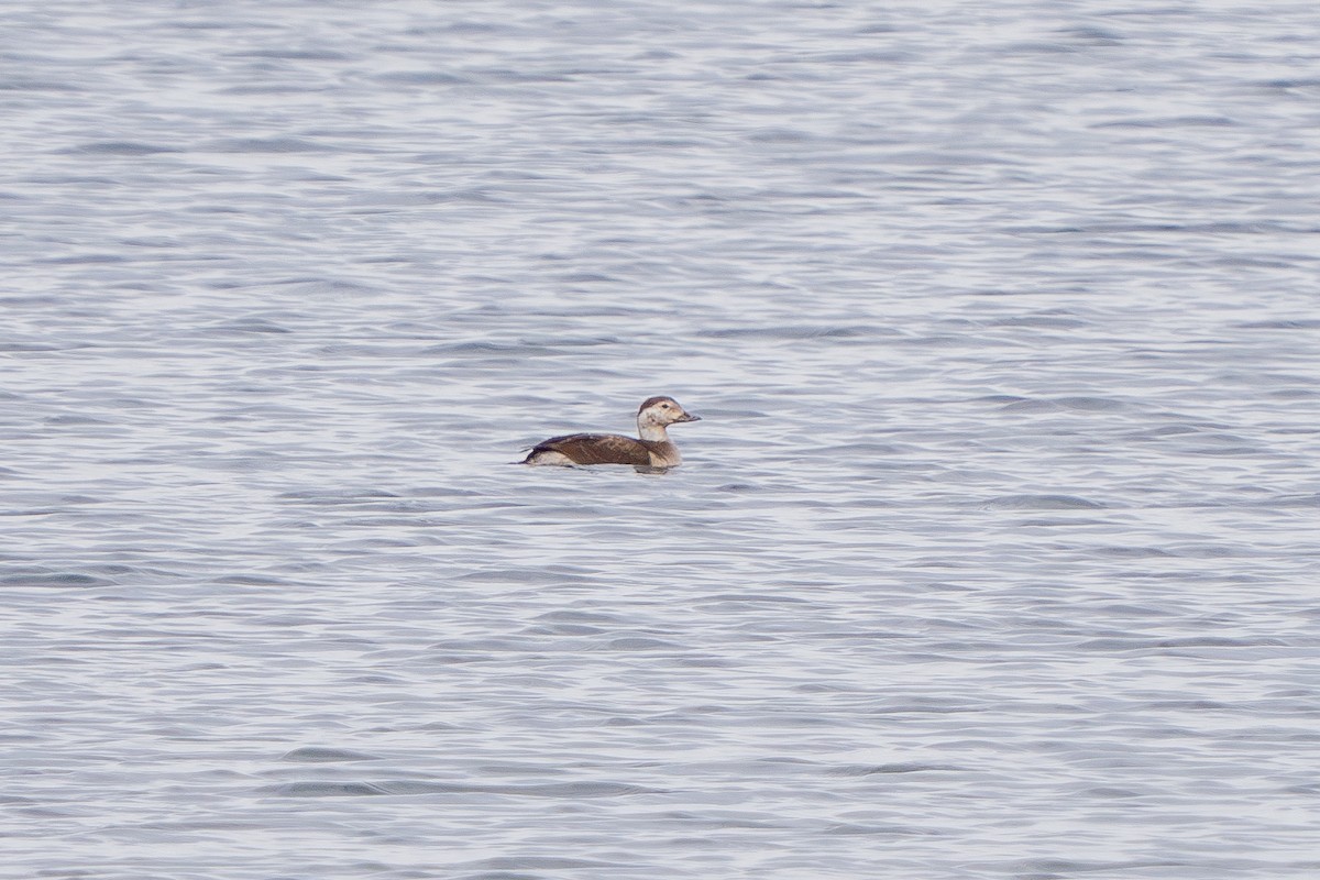 Long-tailed Duck - ML614542975