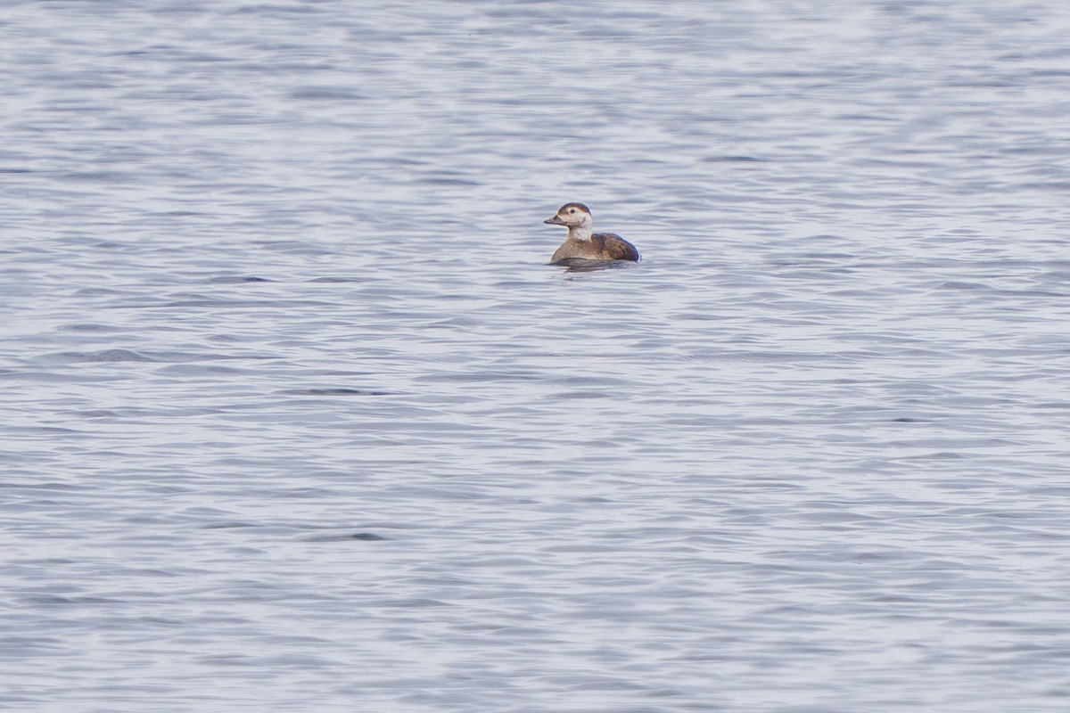 Long-tailed Duck - ML614542976