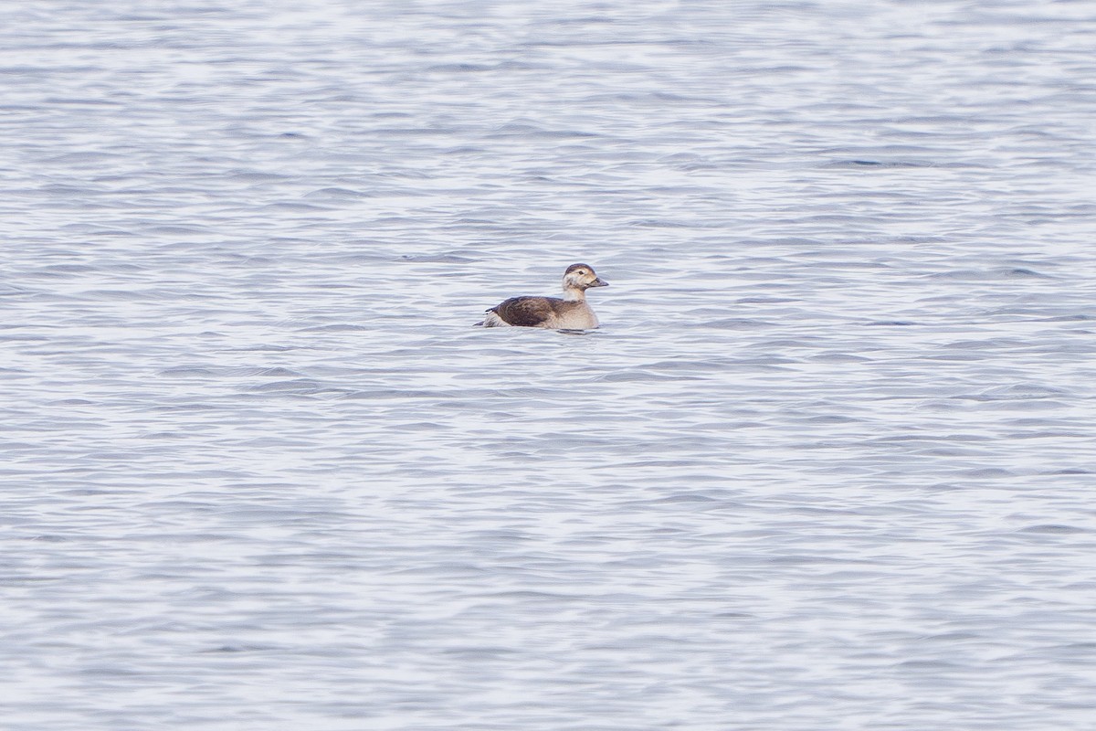 Long-tailed Duck - ML614542981