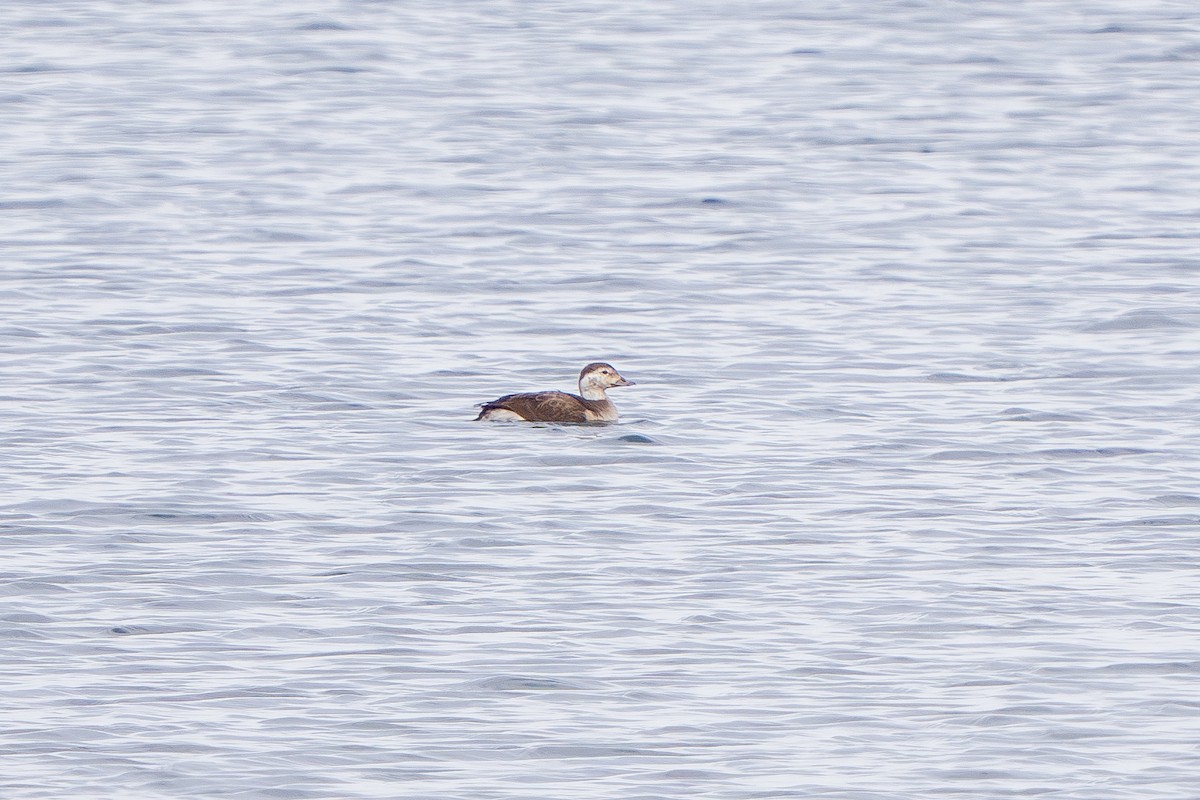 Long-tailed Duck - ML614542982
