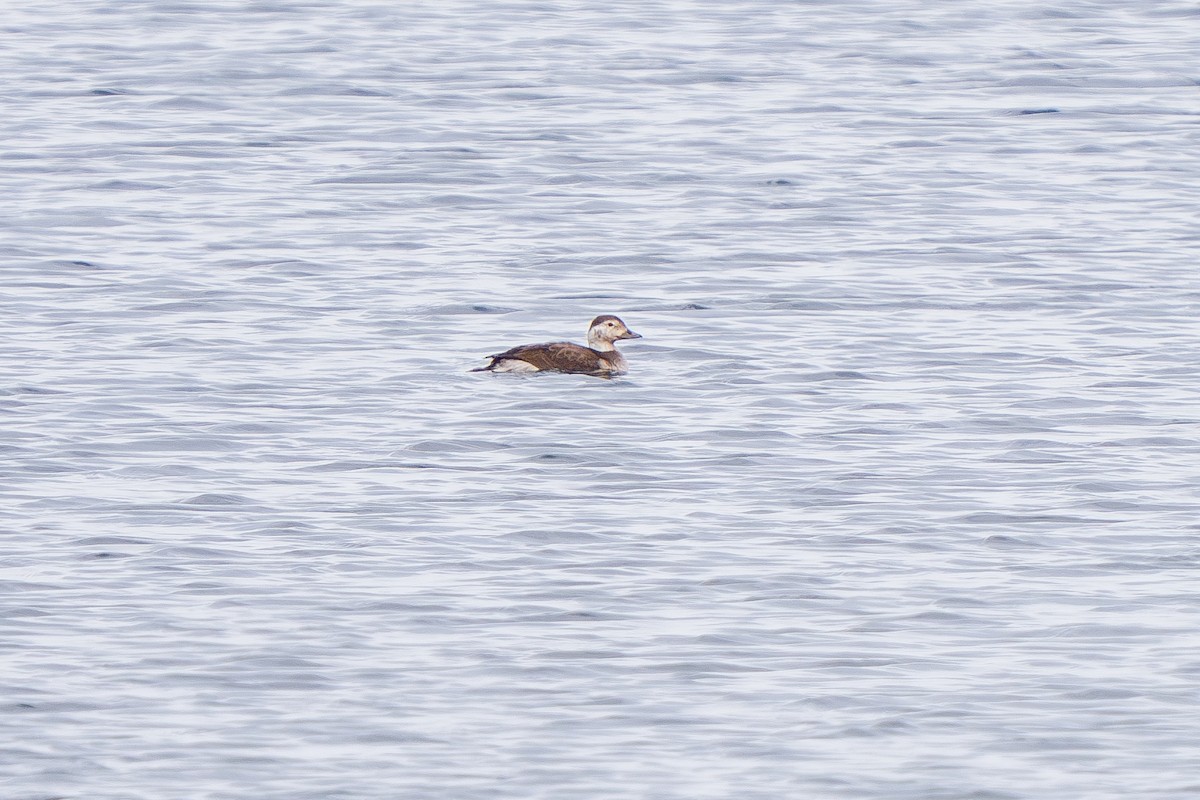 Long-tailed Duck - ML614542983