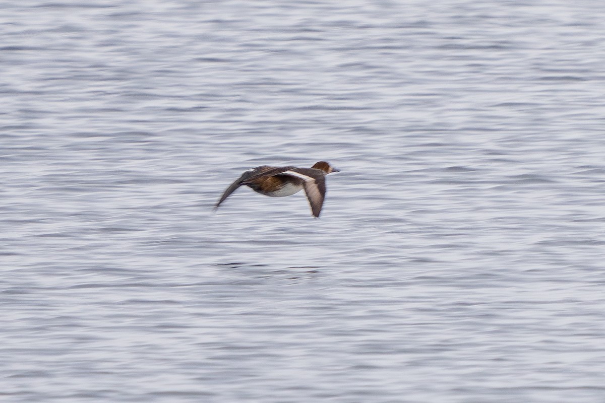 Greater Scaup - ML614542993