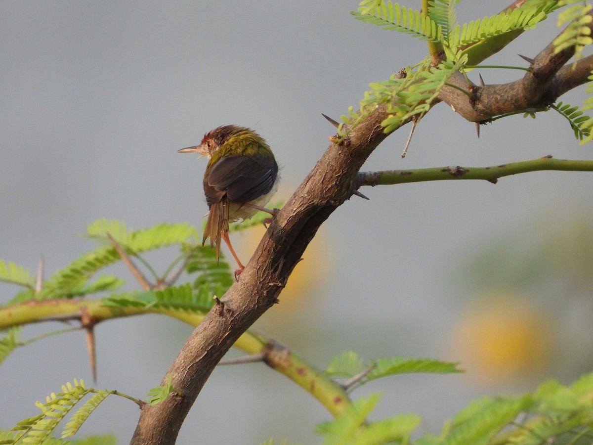Common Tailorbird - Vidhya Sundar