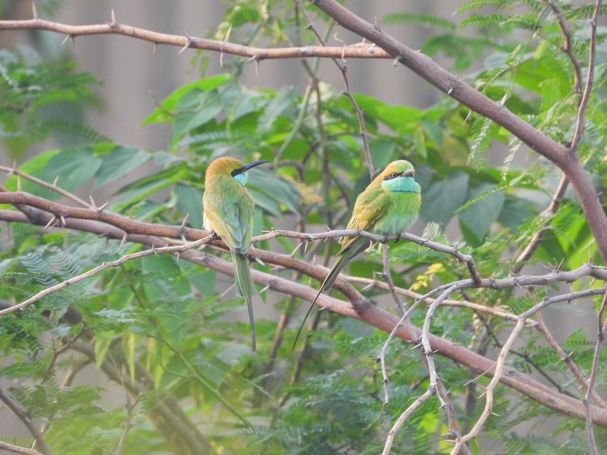 Asian Green Bee-eater - Vidhya Sundar