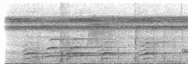 tukan volavý (ssp. culminatus/pintoi) - ML614543071