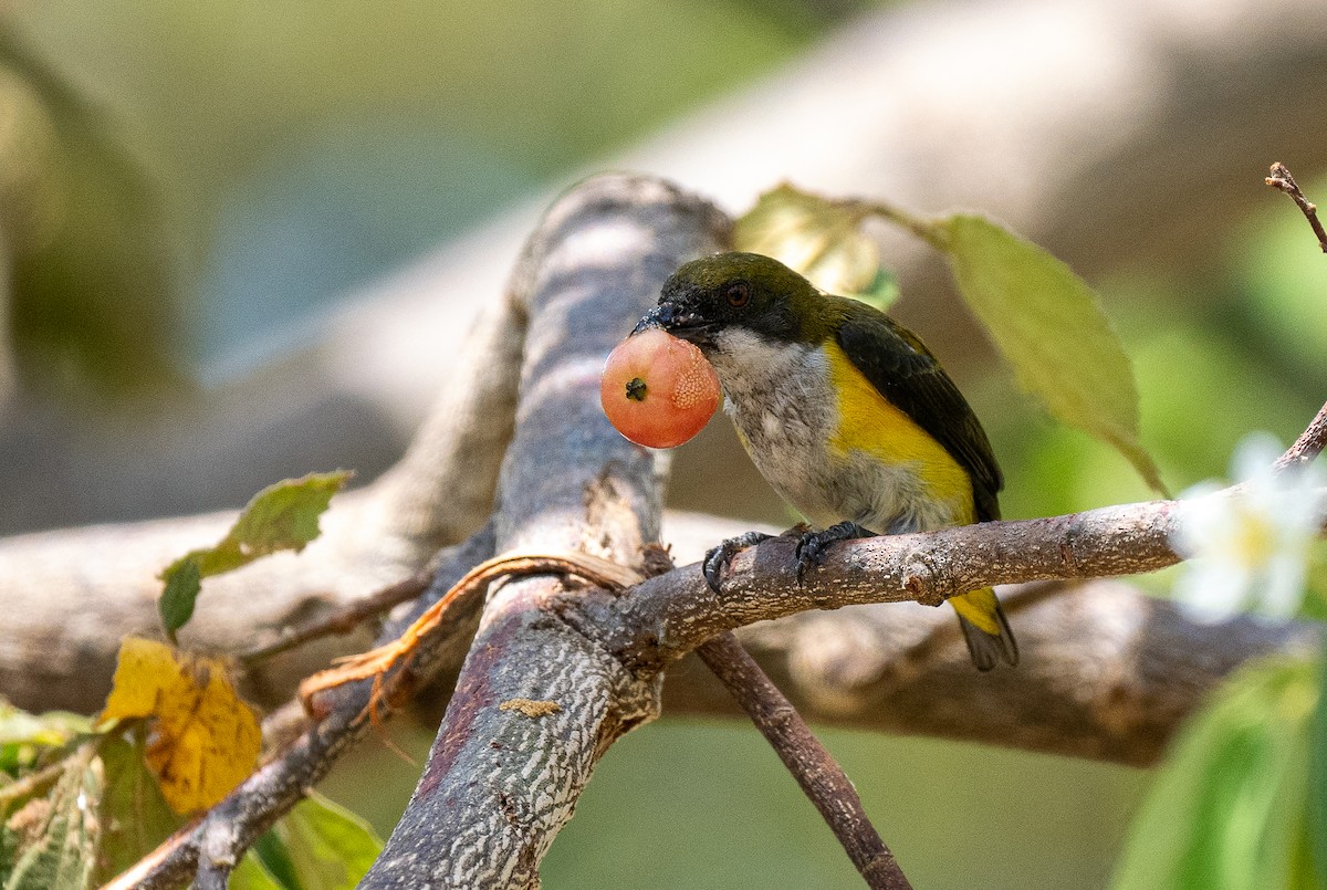 Yellow-sided Flowerpecker - Forest Botial-Jarvis