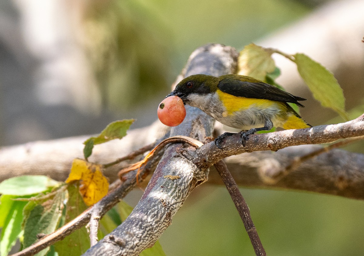 Yellow-sided Flowerpecker - Forest Botial-Jarvis