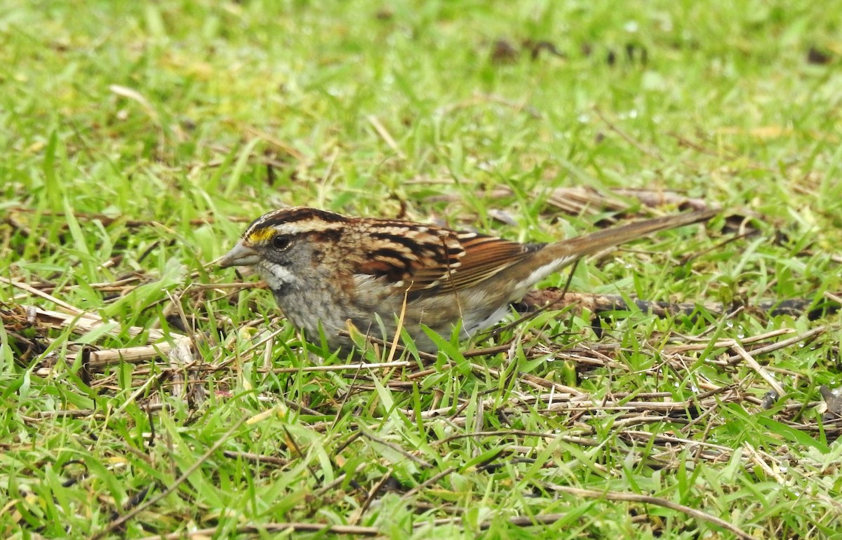 White-throated Sparrow - ML614543478