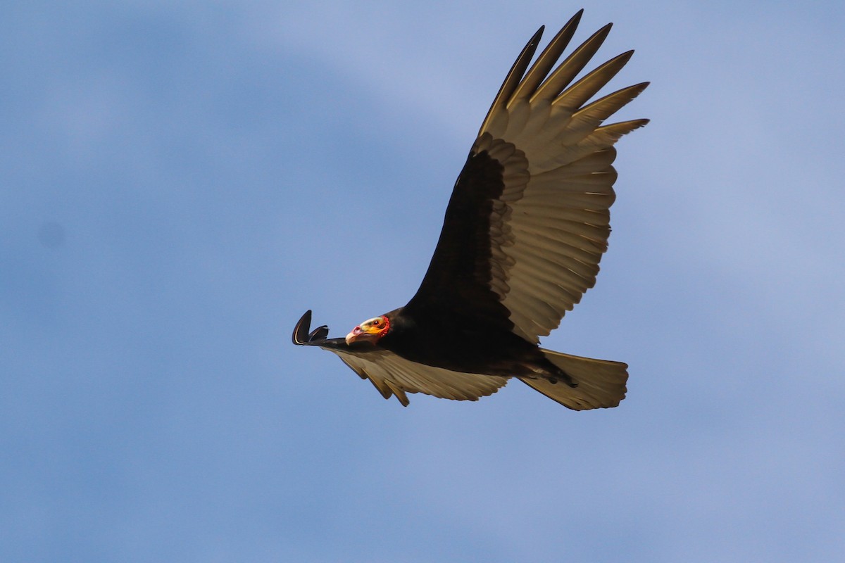 Lesser Yellow-headed Vulture - ML614543584