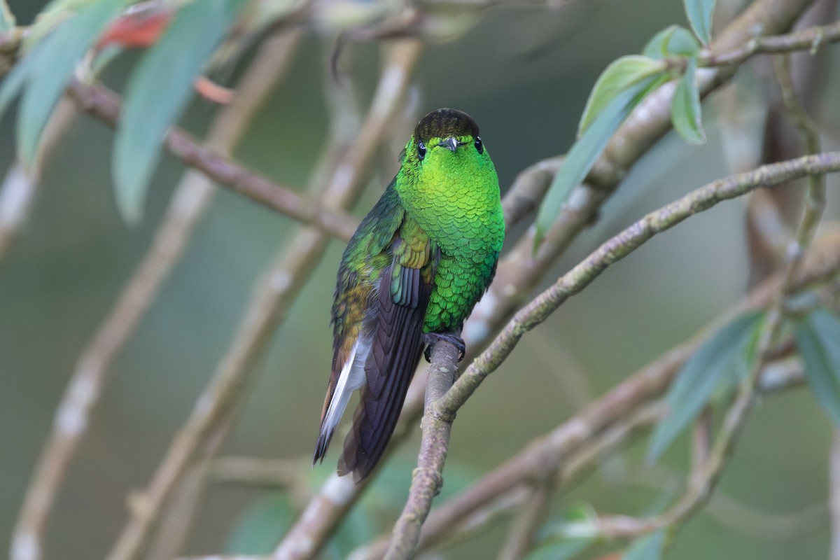 kolibřík měděnohlavý - ML614543722