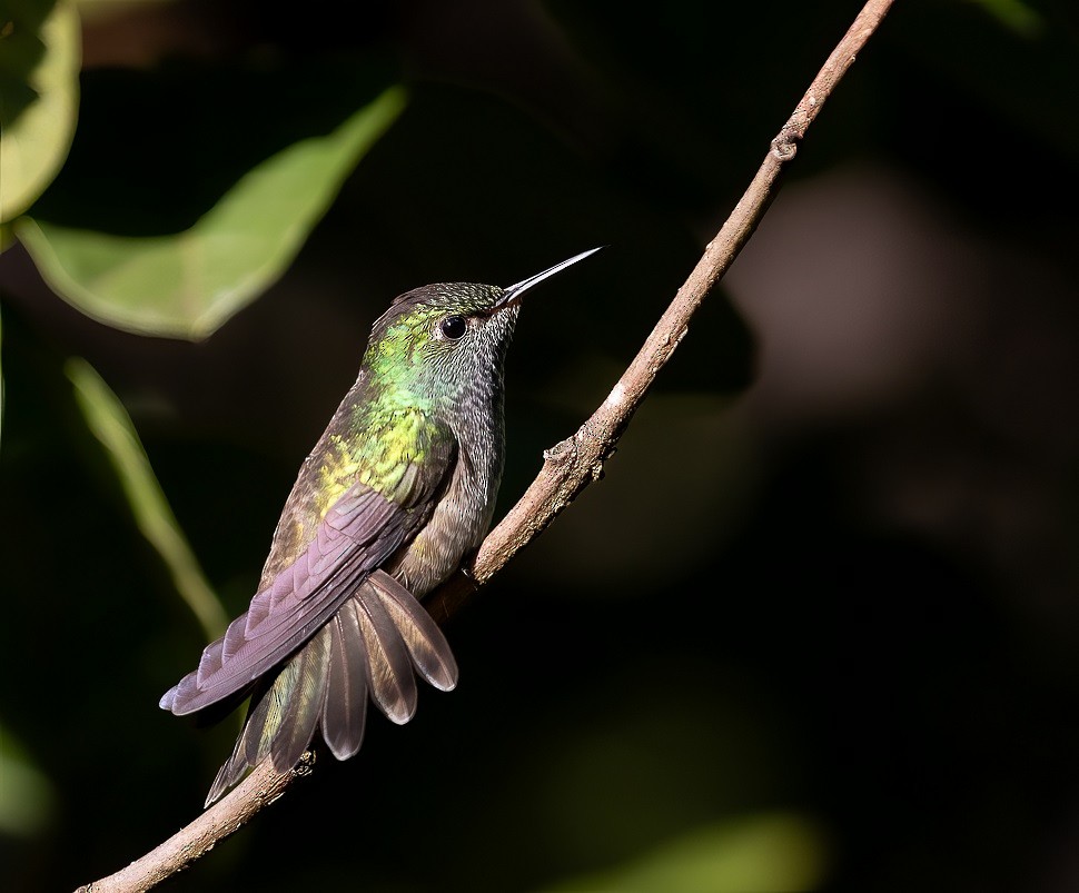 kolibřík pestrý [skupina versicolor] - ML614543758