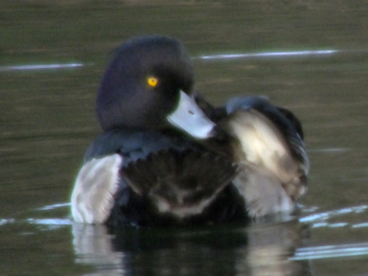 Tufted Duck - ML614544155