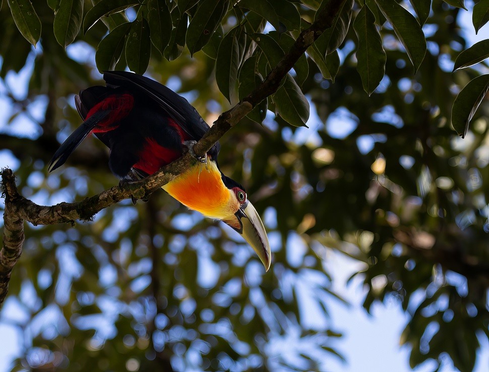 Red-breasted Toucan - ML614544157