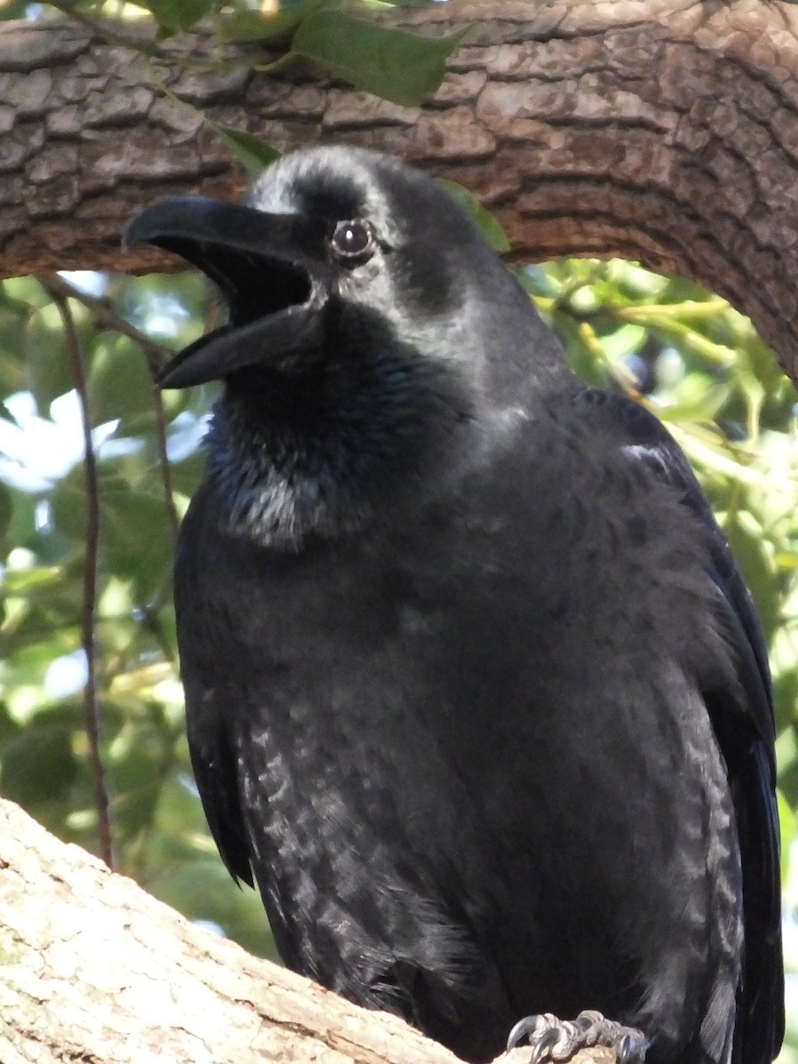 Large-billed Crow - ML614544323