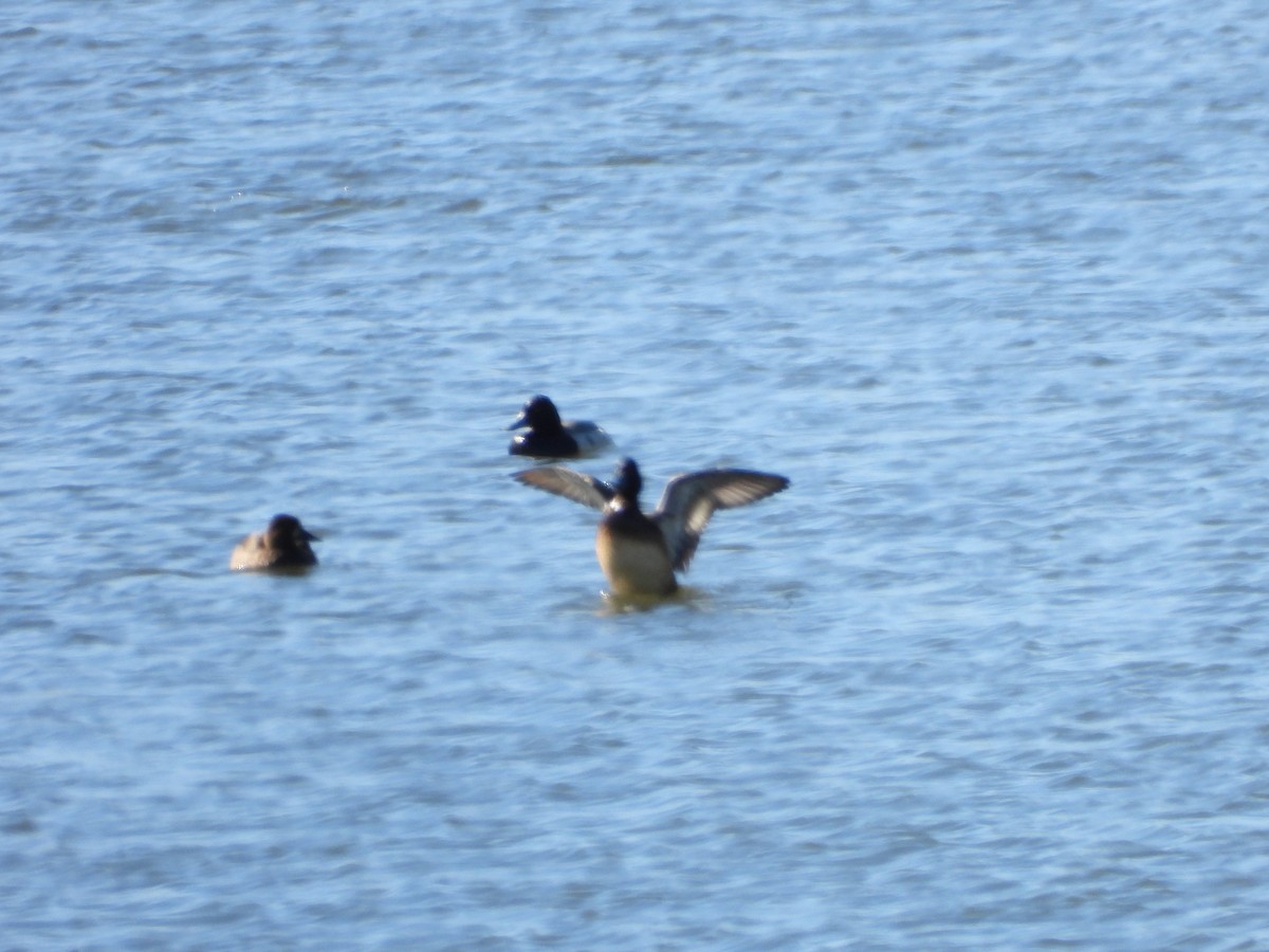 Greater Scaup - ML614544694