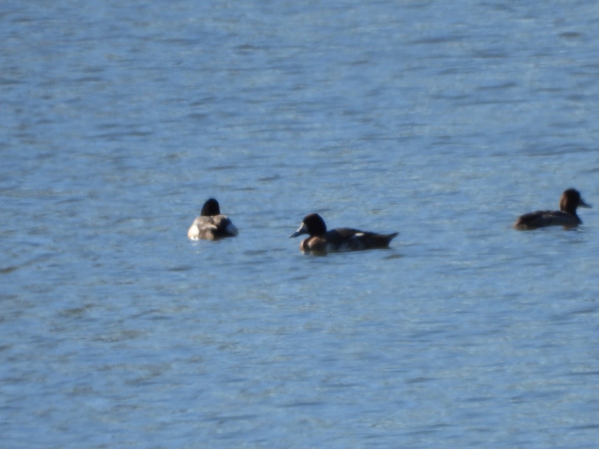 Greater Scaup - ML614544695