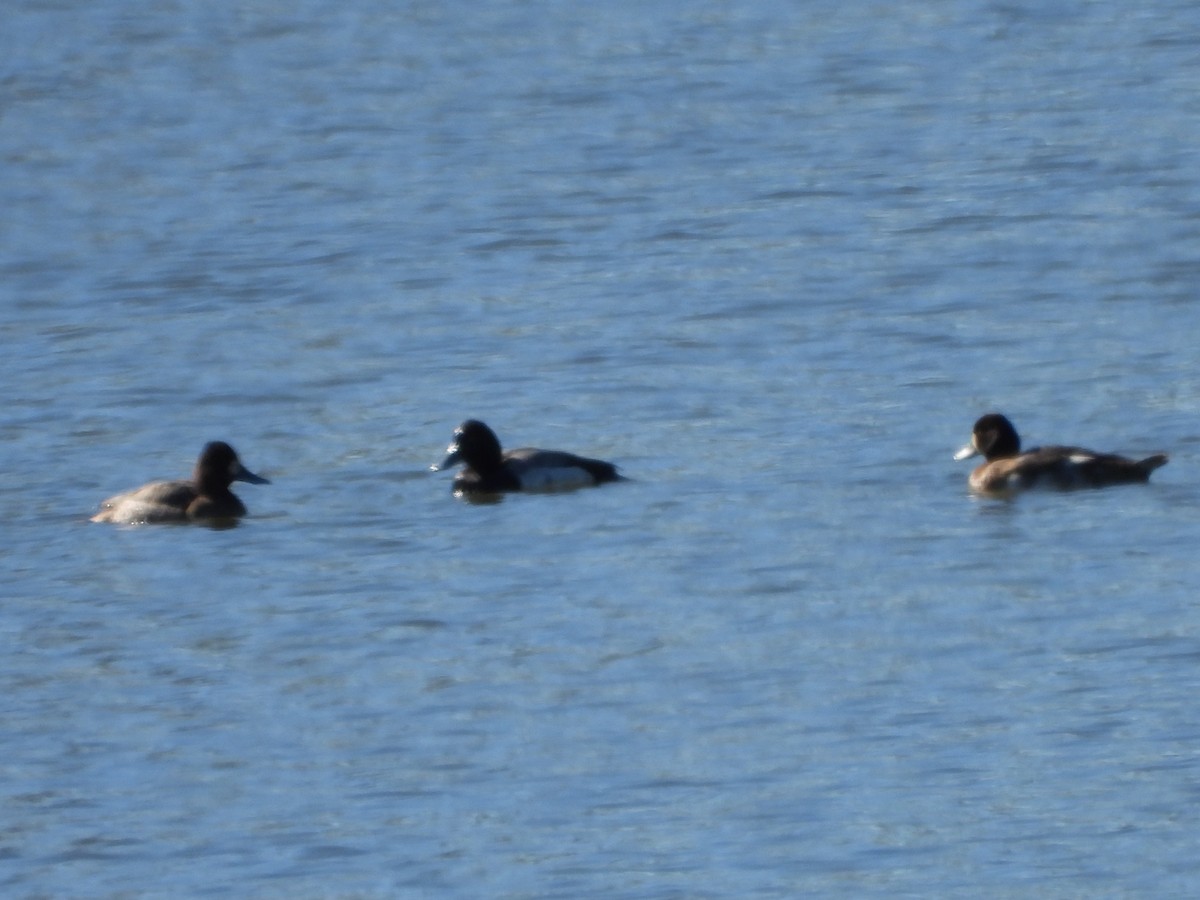 Greater Scaup - ML614544696