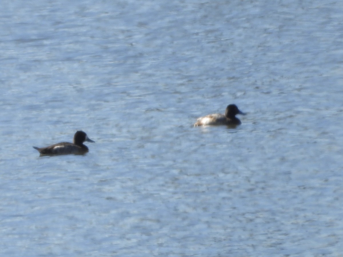 Greater Scaup - ML614544697