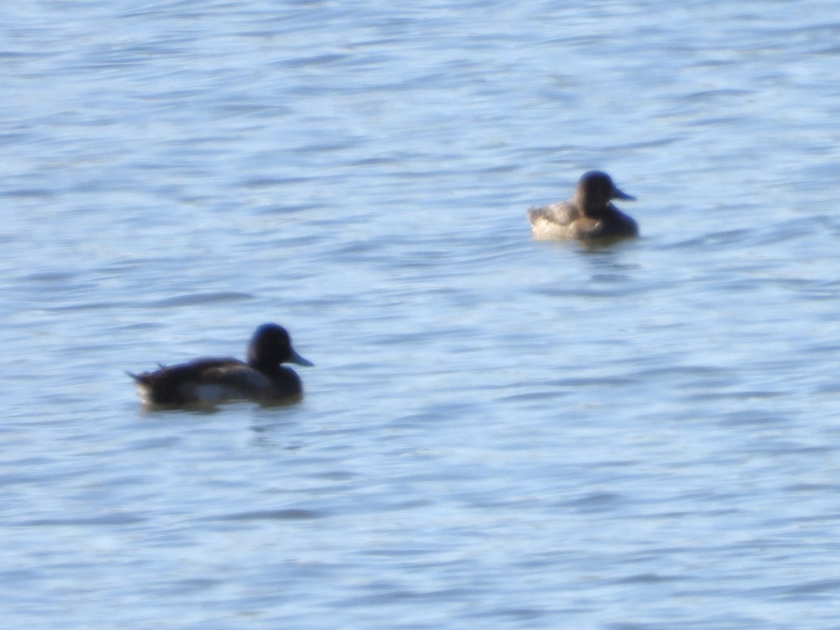 Greater Scaup - ML614544698