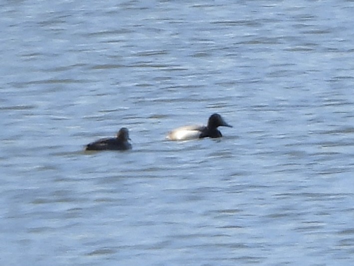Greater Scaup - ML614544699