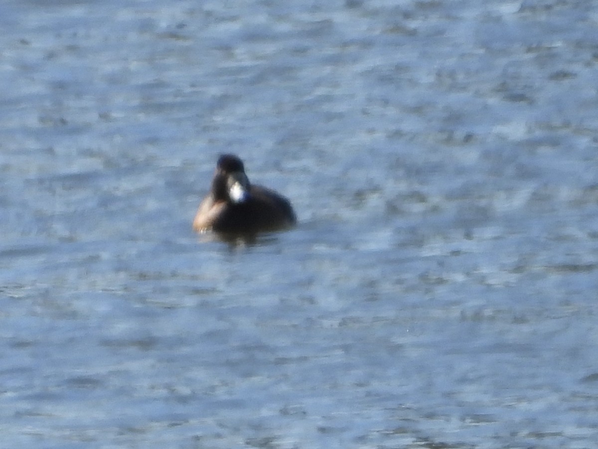 Greater Scaup - ML614544701