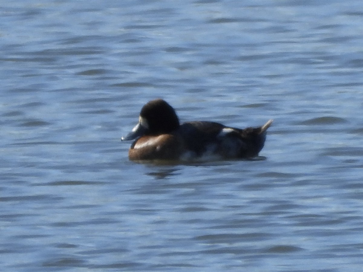 Greater Scaup - ML614544705