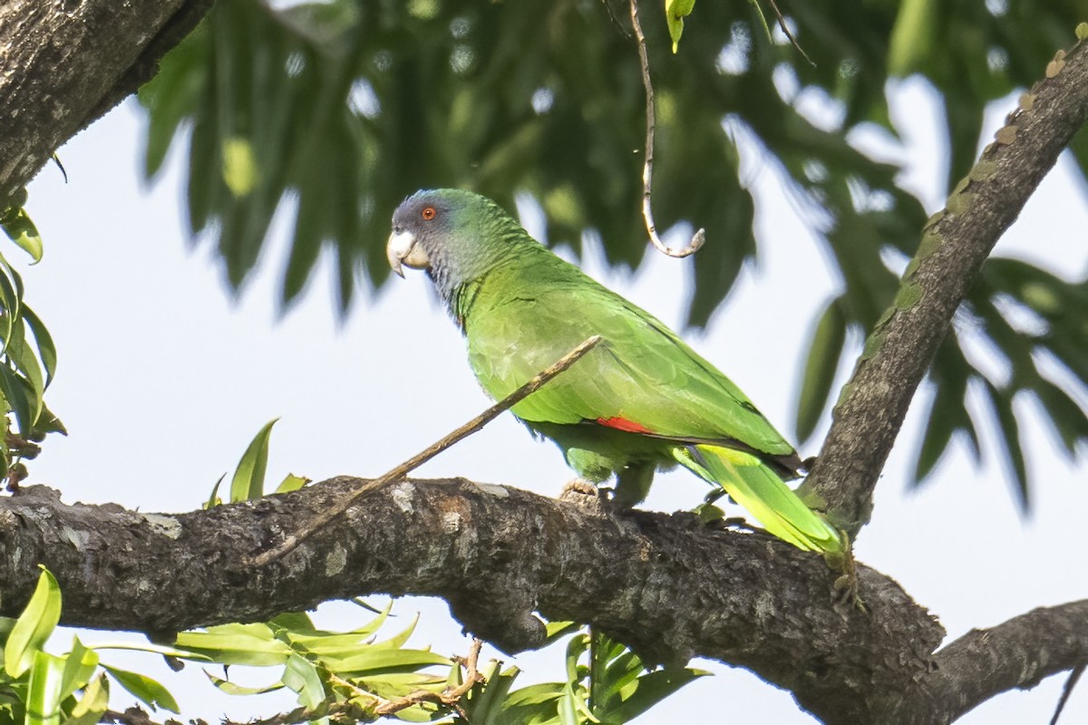 Red-necked Parrot - ML614544721